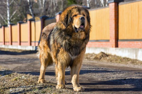 Typer av Mastiff - 2. Tibetansk Mastiff