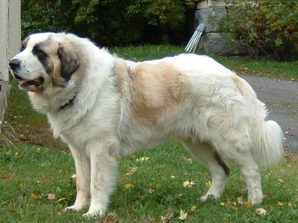 Mastifftyper - 6. Pyrenean Mastiff