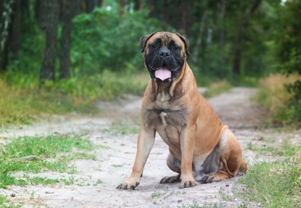 Mastiff -typer - Andre ukjente mastiff -typer