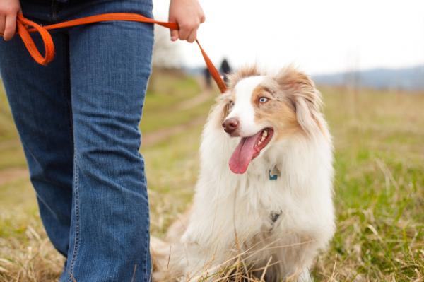 Lær hunden min å gå uten bånd trinn for trinn - Går hunden din vanligvis i bånd?