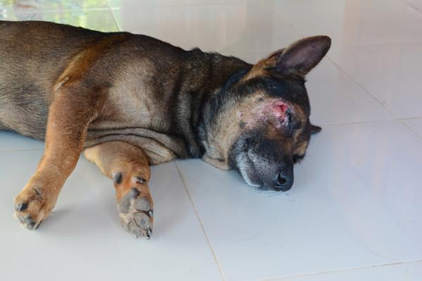 Pemphigus hos hunder - årsaker, symptomer og behandling - Hva er Pemphigus hos hunder? 