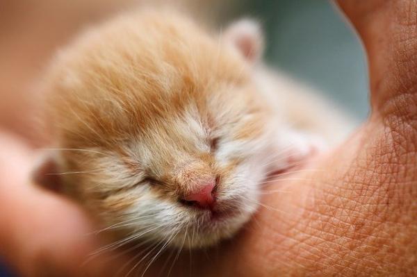 Hvordan eliminere lopper på katter?  - Lopper hos små katter, babyer eller nyfødte