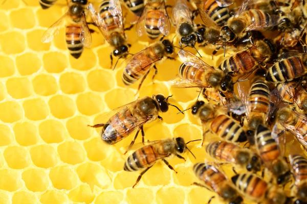 Hvordan formerer bier seg?  - Bienes fødsel