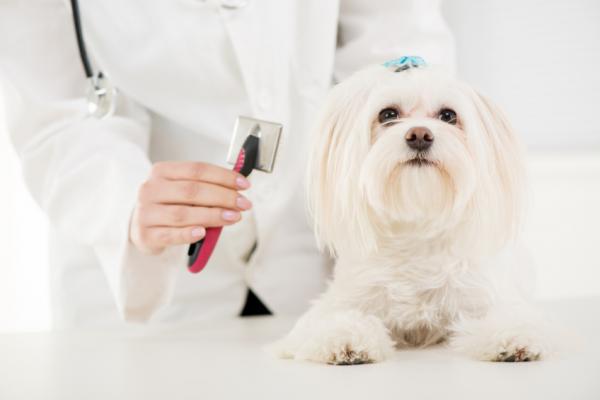 Hjemmemedisiner for å fjerne hundens hår - Grunnleggende hårpleie for å forhindre utseende av knuter
