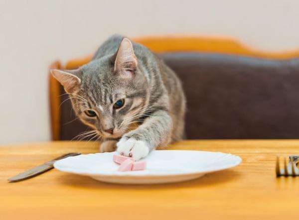 Hva kan jeg gi katten min hvis den ikke har mat?  - Kattemat til mennesker