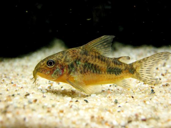 9 Fisk for en utendørs dam - Interessant fisk for utendørs akvarier