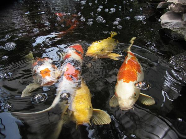 9 fisk for en utendørs dam - Den tøffeste og lengstlevende damfisken.