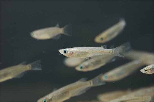 9 Fisk for en utendørs dam - Små fisk for å danne skoler