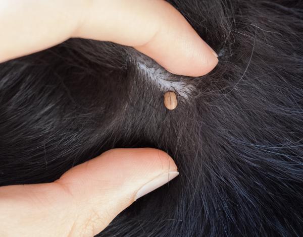 Hemoparasitter hos hunder - årsaker, symptomer og behandling - Typer hemoparasitter hos hunder