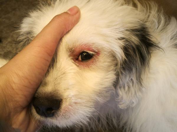 Hemoparasitter hos hunder - årsaker, symptomer og behandling - symptomer på hemoparasitter hos hunder