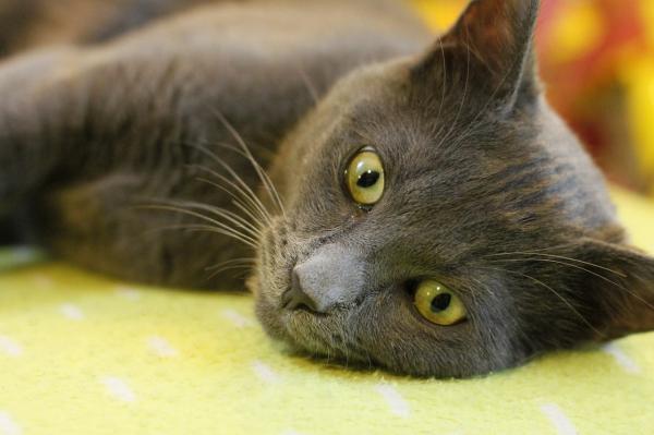 Feber hos katter - Årsaker, symptomer og hvordan man senker det - Feber hos katter - Forebygging