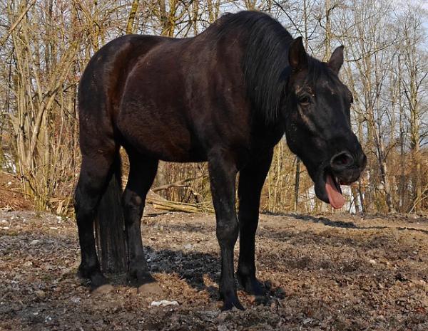 Equine Glanders - Symptomer og diagnose - Equine Glanders Symptomer