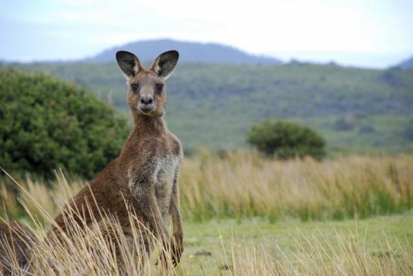 Er kenguruen i fare for å bli utryddet?  - Typer av kenguru