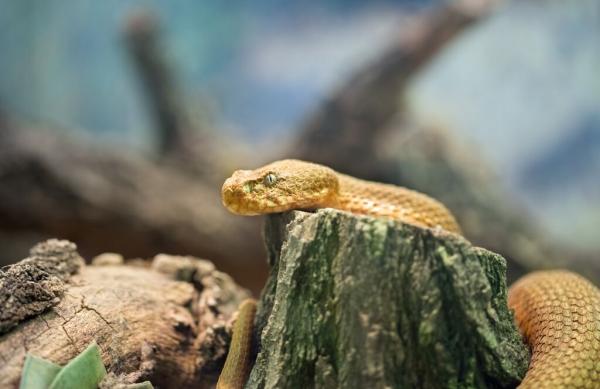 Slanger som kjæledyr - Snake Care