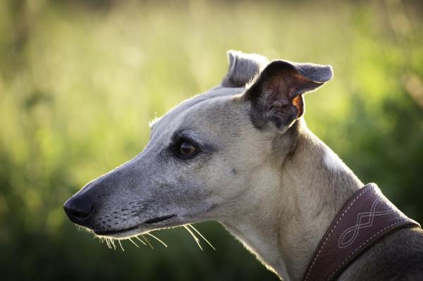 Hunder som ikke feller hår - Greyhounds