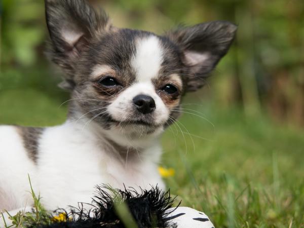 De 5 minste hundene i verden - 1. Chihuahua