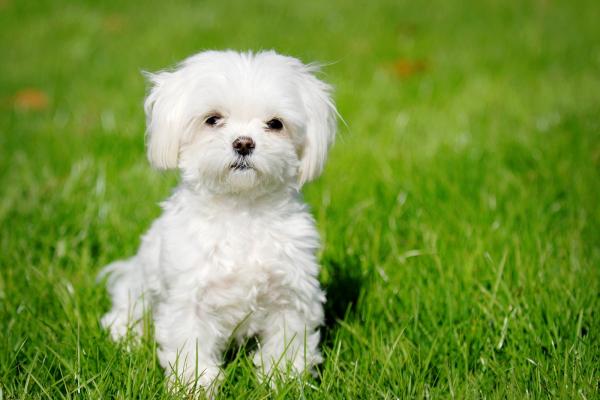 De 5 minste hundene i verden - 4. Italiensk maltesisk Bichon