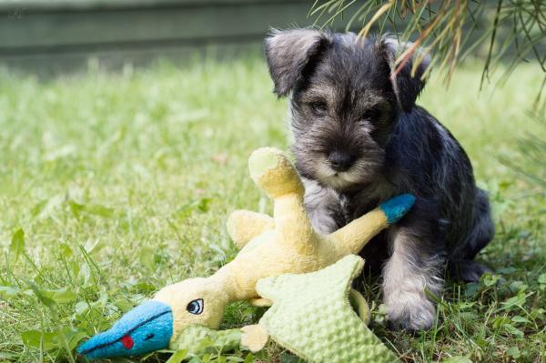 De 5 minste hundene i verden - 5. Mini schnauzer eller miniatyr schnauzer