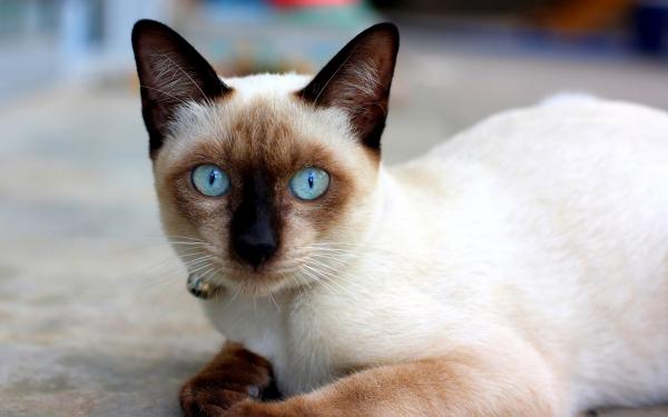 Orientalske katteraser - 3. Den siamesiske katten