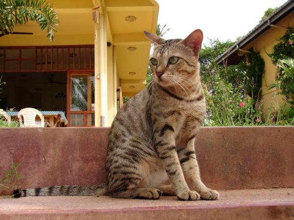 Orientalske katteraser - 1. Ceylon katt