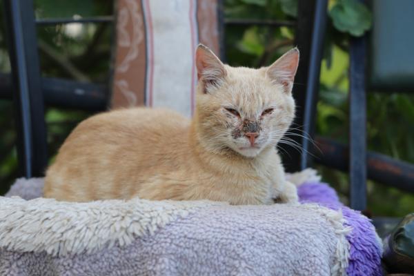 Hvorfor har katten min hudskader?  - Sår på huden til katter på grunn av kreft