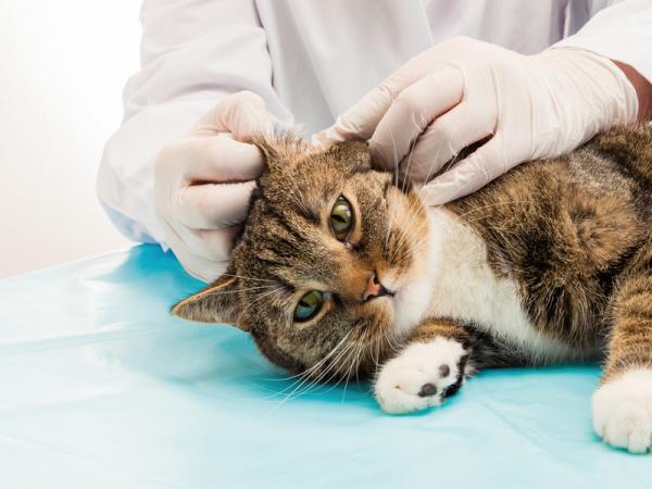 Hvorfor har katten min hudskader?  - Diagnostiske tester for å finne ut hvorfor en katt har hudsår