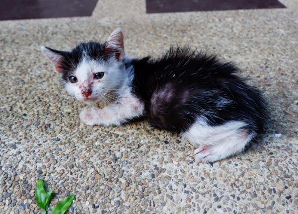 Hvorfor har katten min hudskader?  - Sår på huden til katter på grunn av infeksjoner