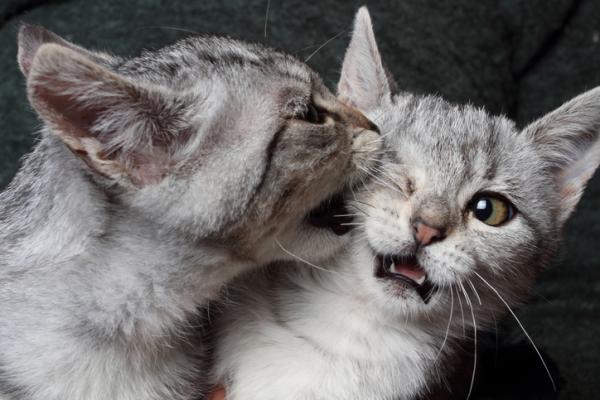 Hvorfor har katten min hudskader?  - Sår på kattens hud etter bitt