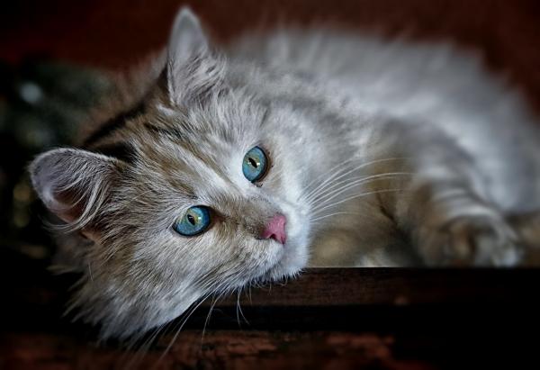 Feline parvovirus - Smitte, symptomer og behandling - Hva er parvovirus hos katter?