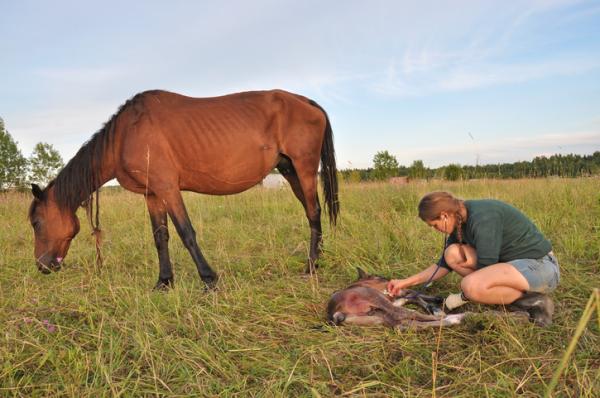 Kusma hos hester - Symptomer og behandling - Hvordan kurere kusma hos hester?  - Behandling