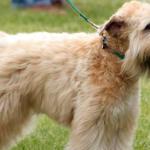 1629422617 410 Mykt belagt wheaten irsk terrier