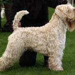 1629422617 412 Mykt belagt wheaten irsk terrier