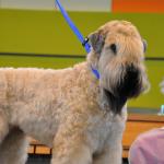 1629422617 776 Mykt belagt wheaten irsk terrier