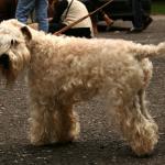 1629422617 899 Mykt belagt wheaten irsk terrier