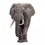 1629422684 783 Afrikansk savanne elefant
