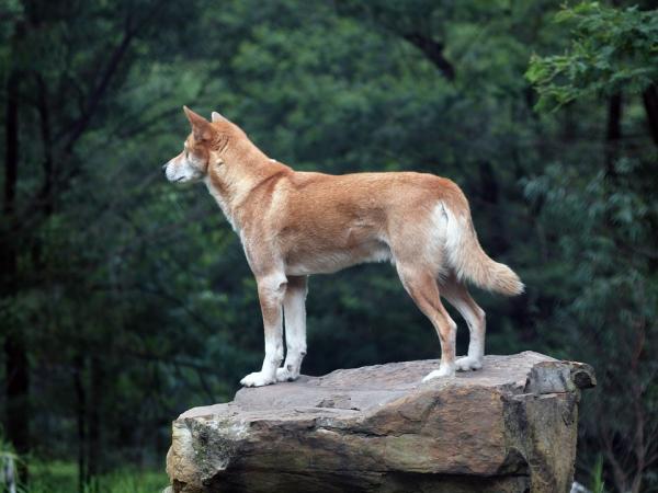 Er det mulig å ha en dingo som kjæledyr?  - Australsk dingo