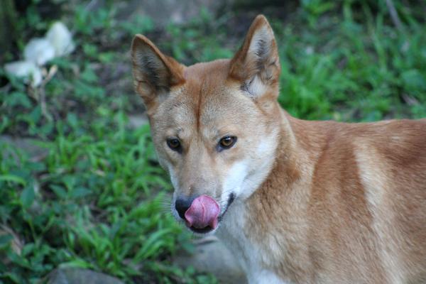 Er det mulig å ha en dingo som kjæledyr?  - Spisevaner for dingoer