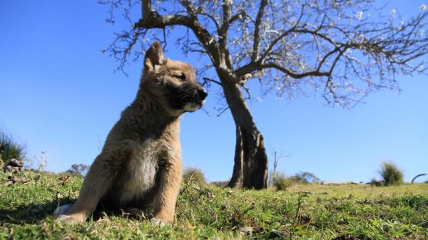 Er det mulig å ha en dingo som kjæledyr?  - Adopsjon av dingoer i Australia