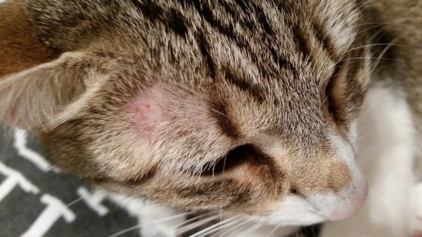 Hvorfor har katten min hårløse flekker?  - Katten min har skallet flekker, kan det være ringorm?