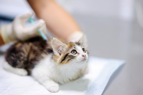 Feline Infectious Peritonitis (FIP) - Symptomer og behandling - Hvordan forhindre FIP hos katter?