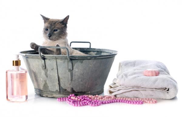 Tips for å bade en katt med lopper - Anbefalinger før bading for å eliminere lopper fra katten