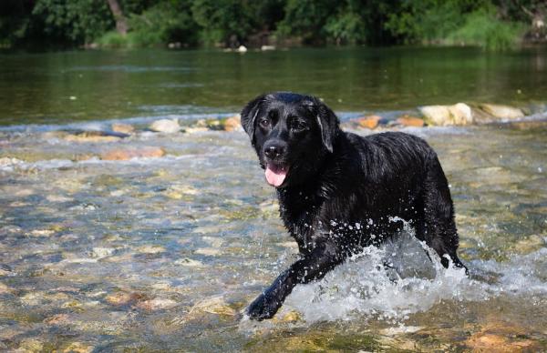 Labrador hundepleie - Labrador retriever ernæring