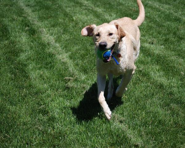 Labrador Retriever Grooming - Labrador Retriever Trening