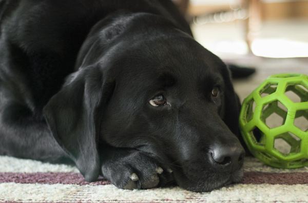 Labrador Retriever Care - Labrador Socialization