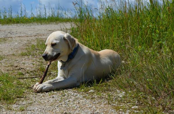 Labrador Retriever Care - Hvordan kommunisere med Labrador Retriever