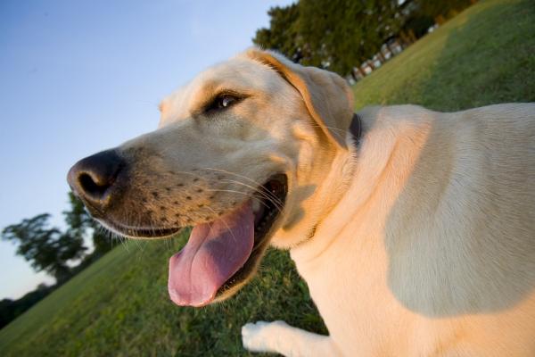 Labrador hundepleie - Labrador hundemat