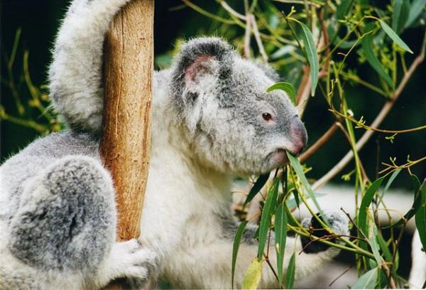 Hva spiser koalaer?  - Drikker koalaer vann?