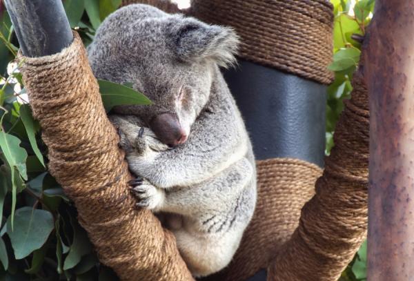 Hva spiser koalaer?  - Hvor mye sover koalas?