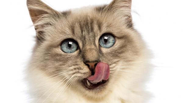 Hjemmelaget mat til katter med nyresvikt - Hjemmelaget mat, en vei til helse