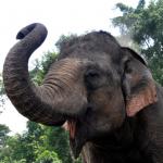 1629438172 153 Sumatra elefant